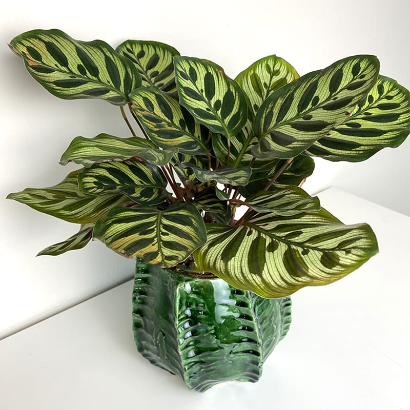 Urtepotteskjuler kaktus form - grøn - Billede 2